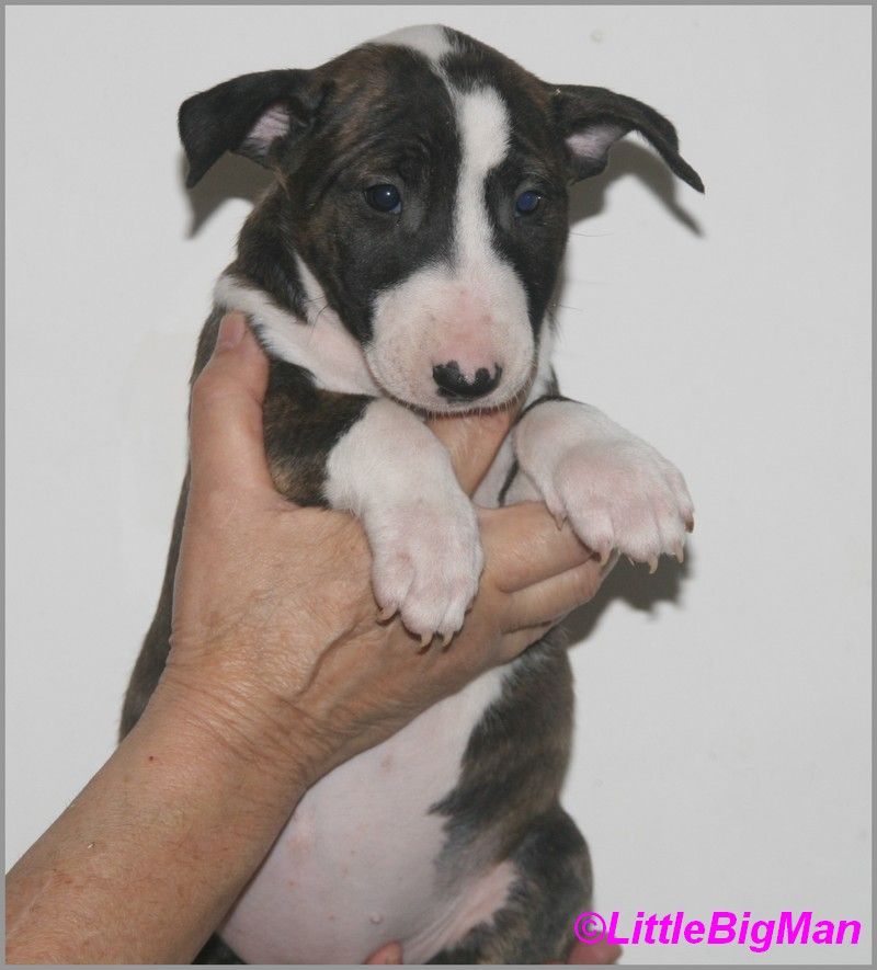 Of the little big man - Chiot disponible  - Bull Terrier