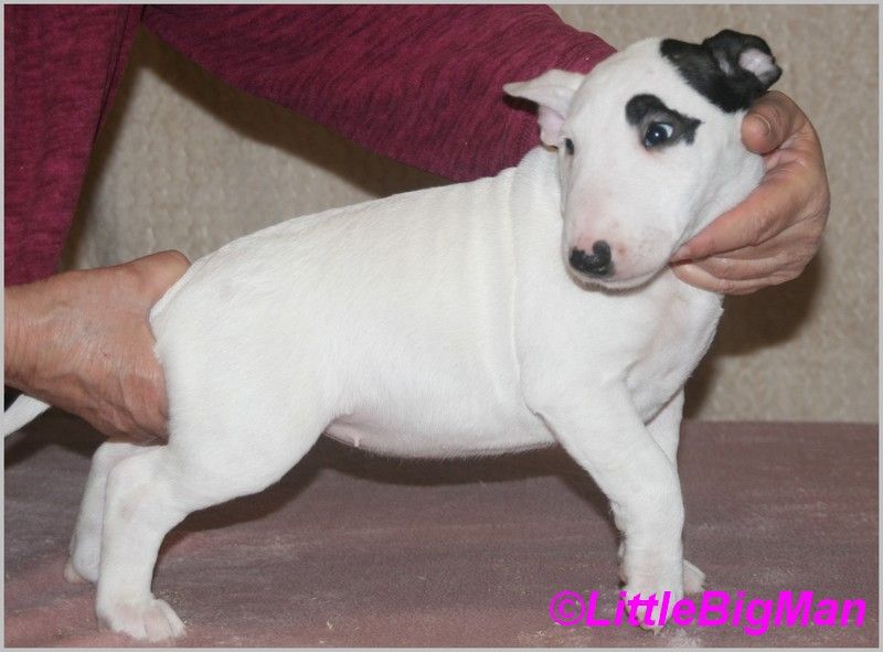 Of the little big man - Chiot disponible  - Bull Terrier