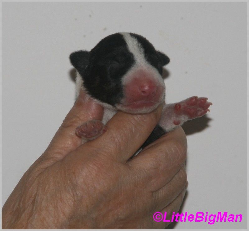 Of the little big man - Chiot disponible  - Bull Terrier