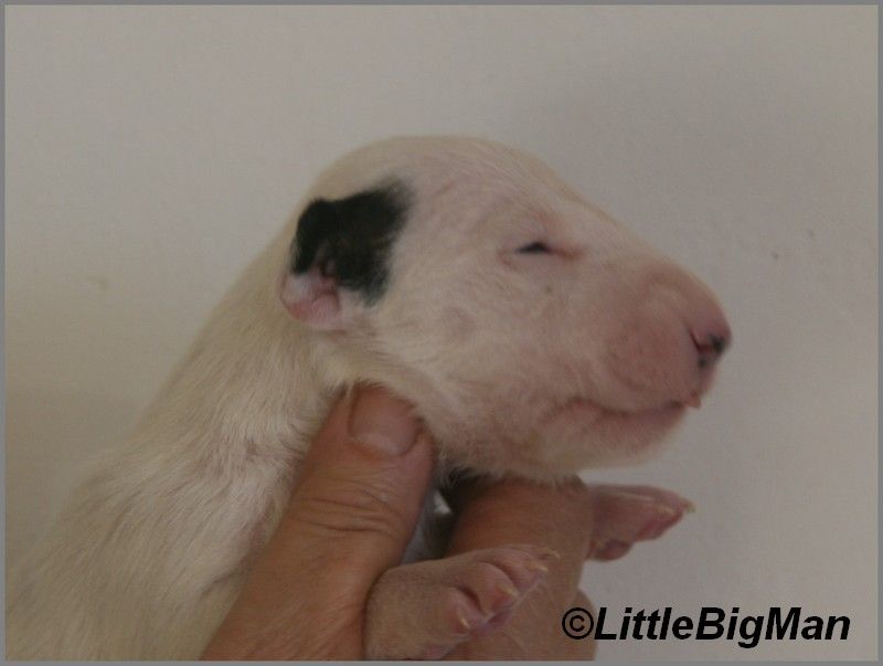 Of the little big man - Chiot disponible  - Bull Terrier