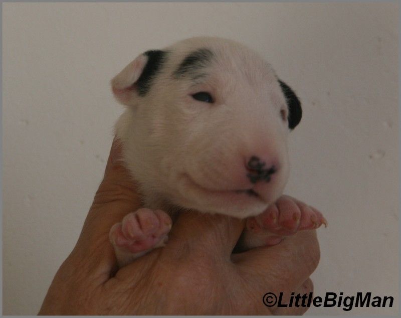 Of the little big man - Chiot disponible  - Bull Terrier