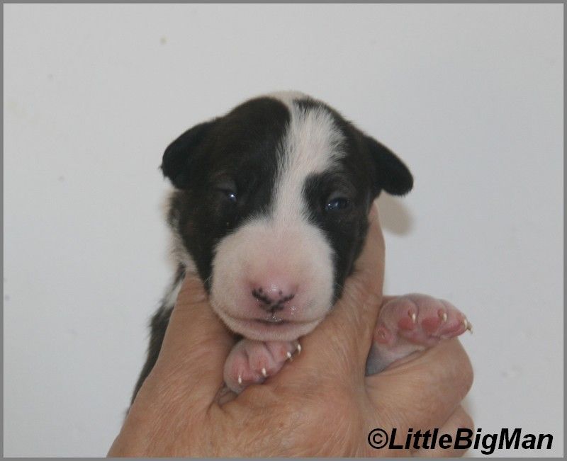 Of the little big man - Chiot disponible  - Bull Terrier