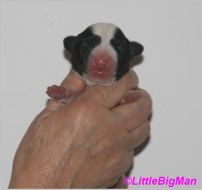 Of the little big man - Chiot disponible  - Bull Terrier