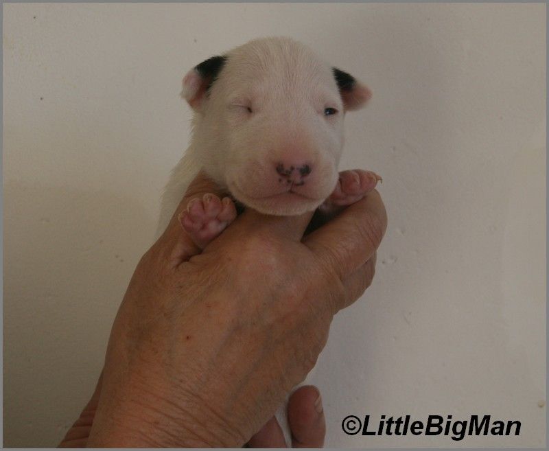 Of the little big man - Chiot disponible  - Bull Terrier