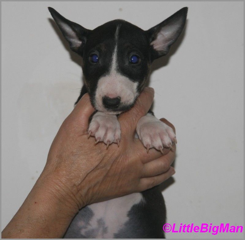 Of the little big man - Chiot disponible  - Bull Terrier