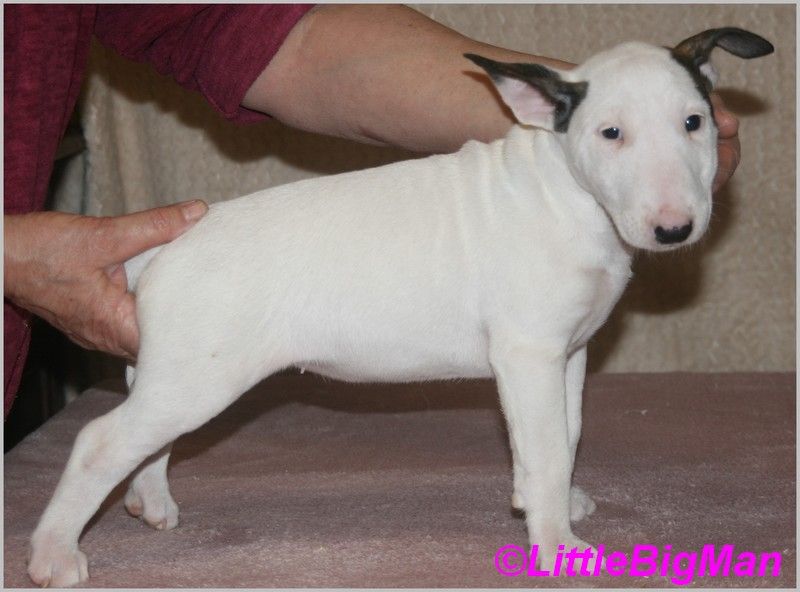 Of the little big man - Chiot disponible  - Bull Terrier