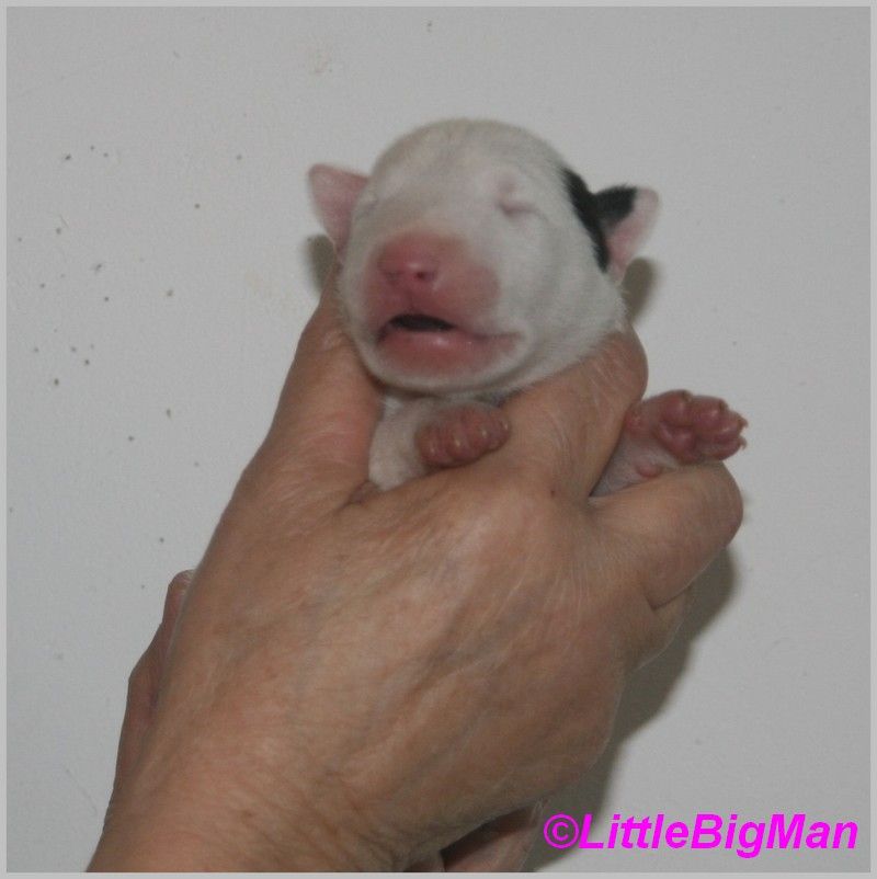 Of the little big man - Chiot disponible  - Bull Terrier