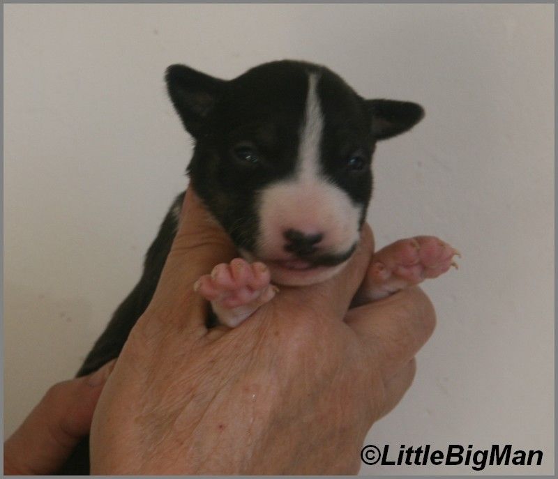 Of the little big man - Chiot disponible  - Bull Terrier