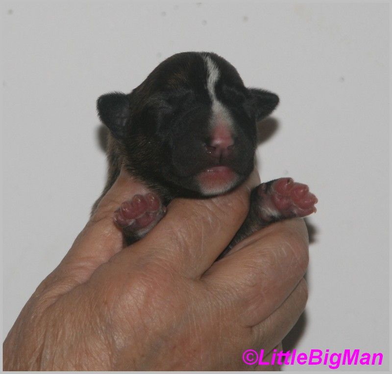 Of the little big man - Chiot disponible  - Bull Terrier