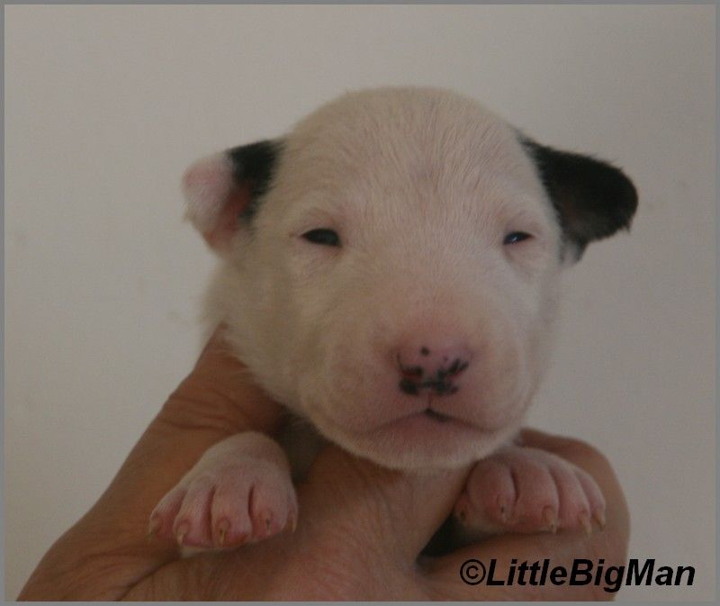 Of the little big man - Chiot disponible  - Bull Terrier