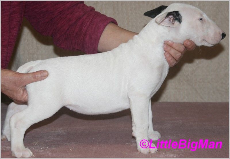 Of the little big man - Chiot disponible  - Bull Terrier