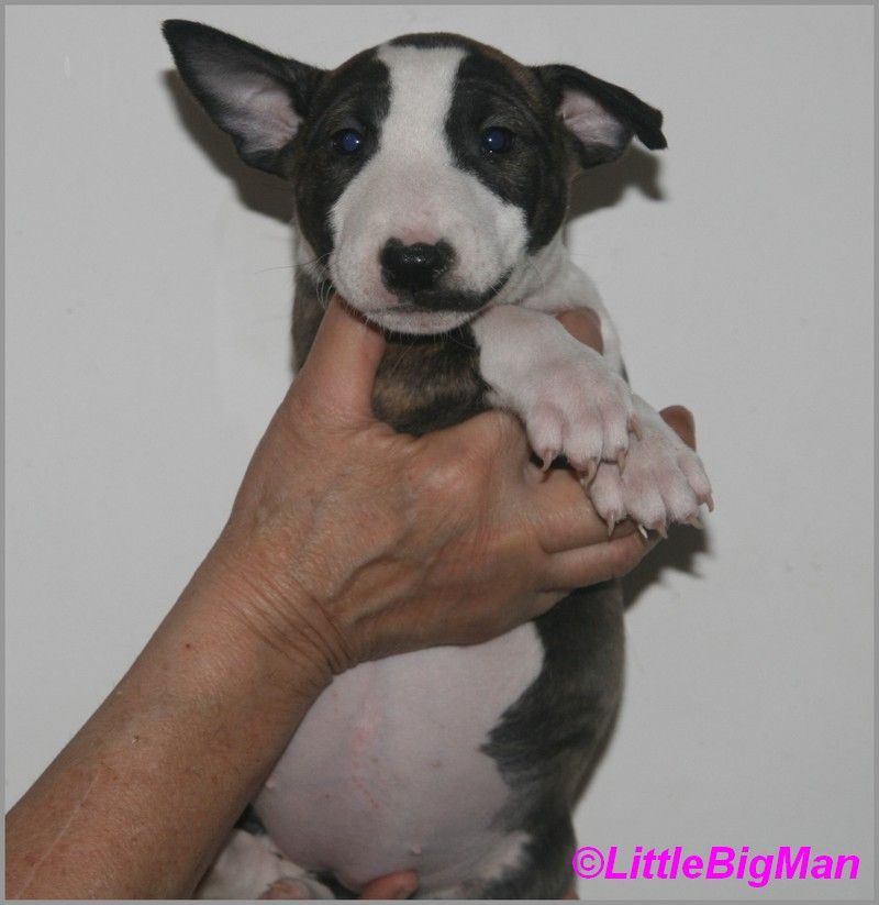 Of the little big man - Chiot disponible  - Bull Terrier