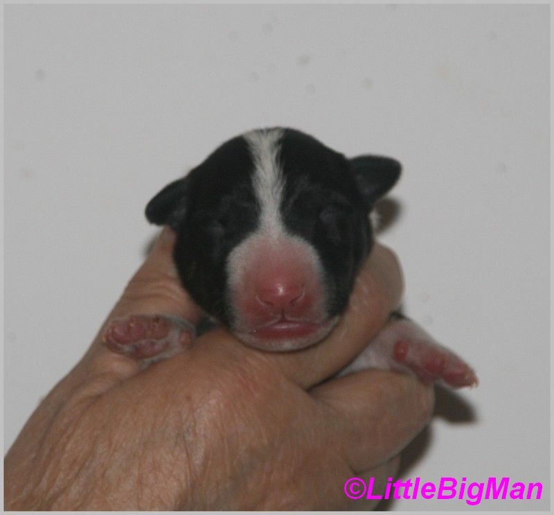 Of the little big man - Chiot disponible  - Bull Terrier