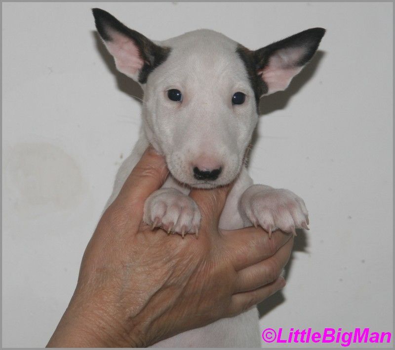 Of the little big man - Chiot disponible  - Bull Terrier