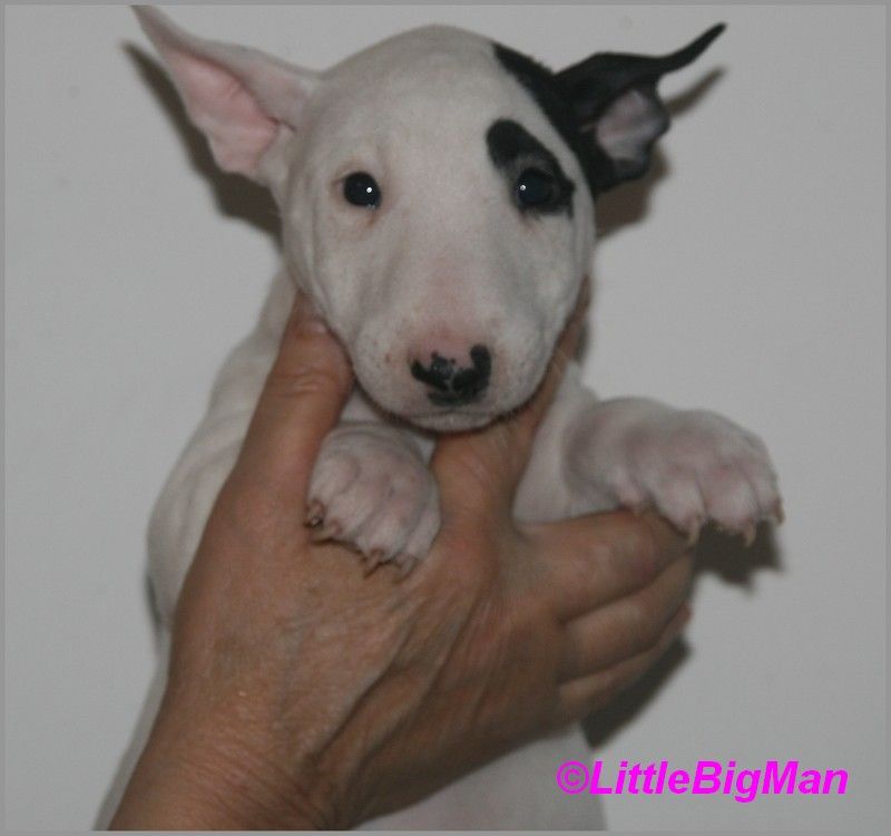 Of the little big man - Chiot disponible  - Bull Terrier