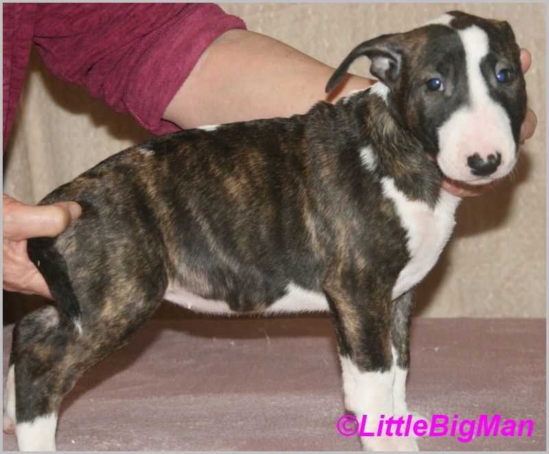 Of the little big man - Chiot disponible  - Bull Terrier