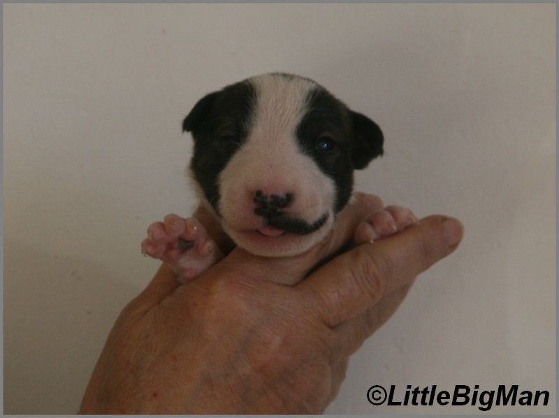 Of the little big man - Chiot disponible  - Bull Terrier