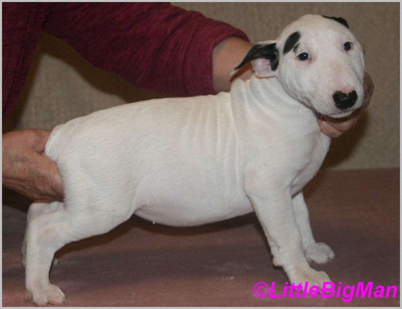 Of the little big man - Chiot disponible  - Bull Terrier