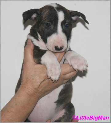 Of the little big man - Bull Terrier - Portée née le 18/11/2024