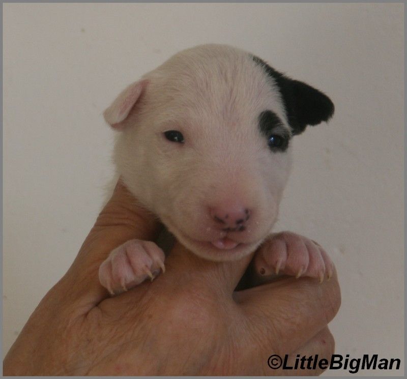 Of the little big man - Chiot disponible  - Bull Terrier