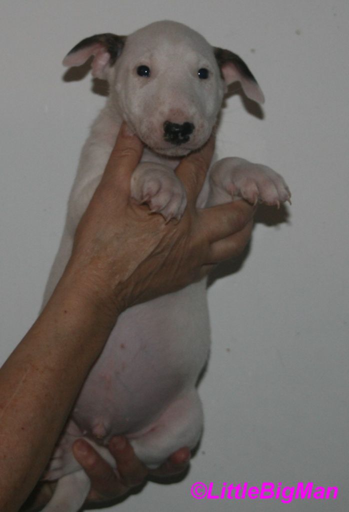 Of the little big man - Chiot disponible  - Bull Terrier