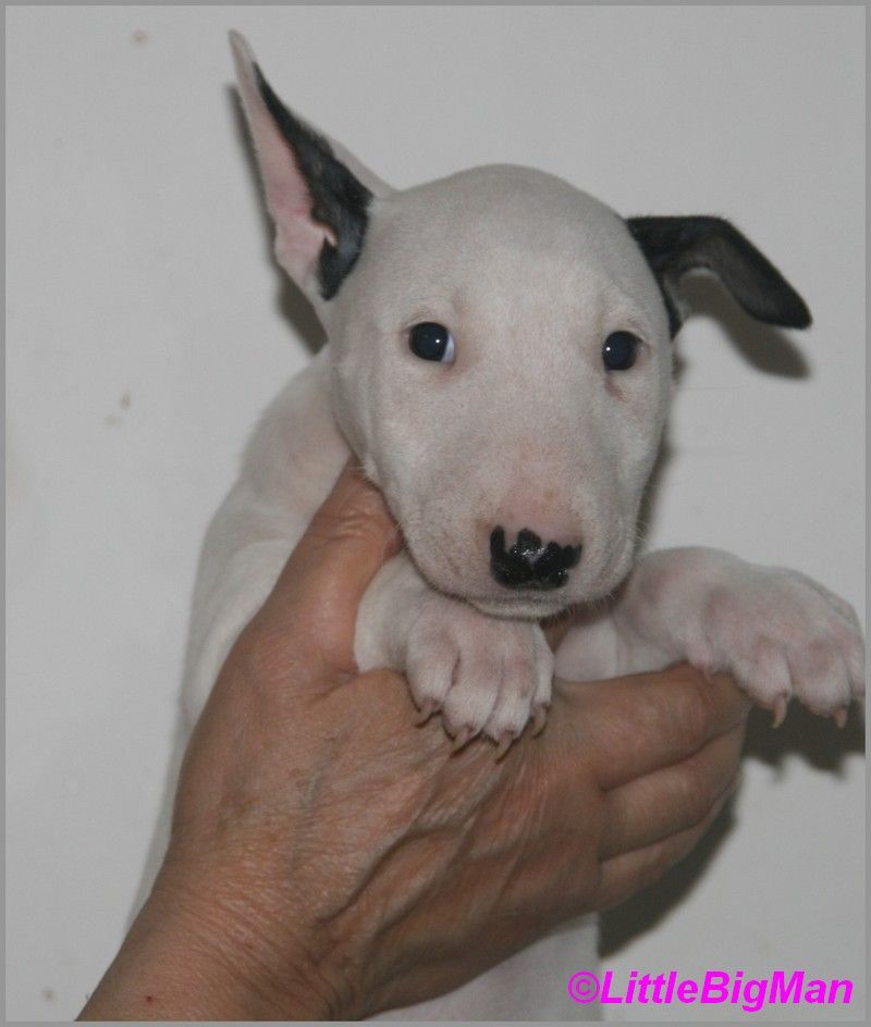 Of the little big man - Chiot disponible  - Bull Terrier