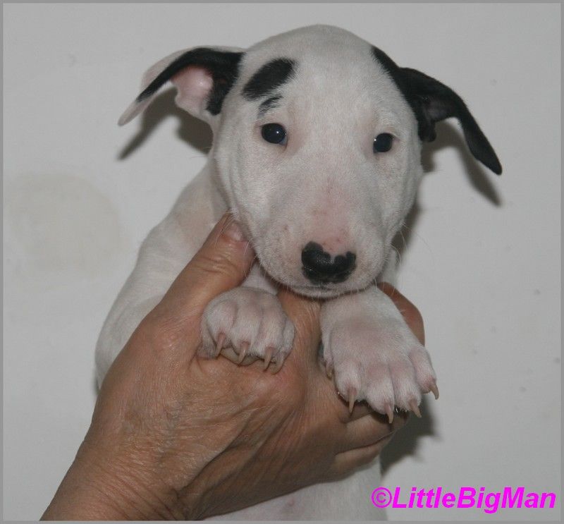 Of the little big man - Chiot disponible  - Bull Terrier