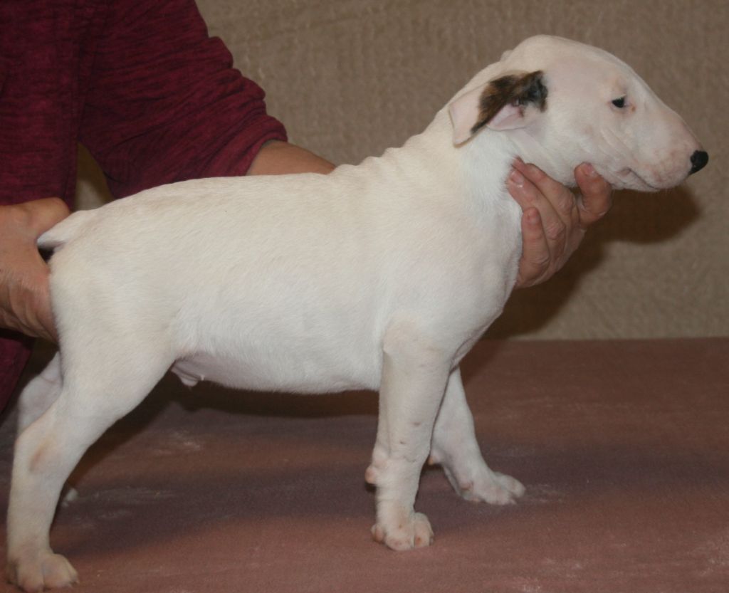 Of the little big man - Chiot disponible  - Bull Terrier