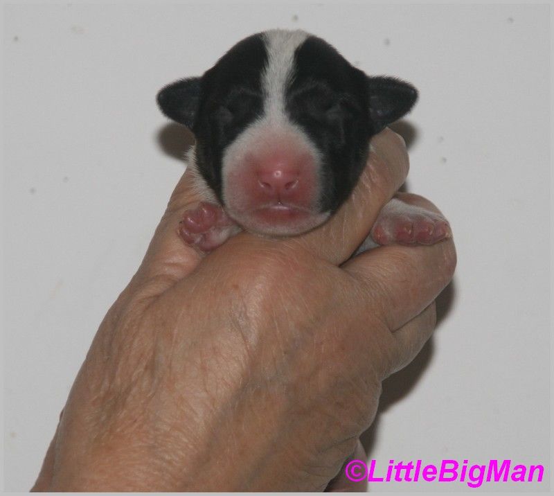 Of the little big man - Chiot disponible  - Bull Terrier