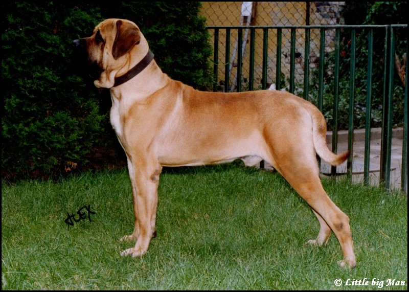 CH. Ercule Of the little big man