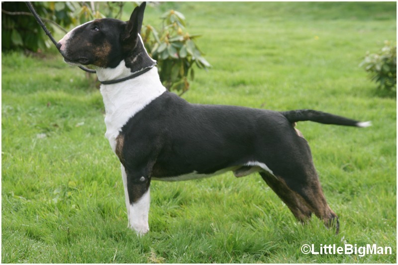Leyco Of the little big man