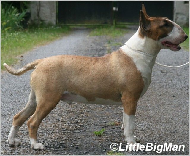 ultimate joy's Supersonic spaceman