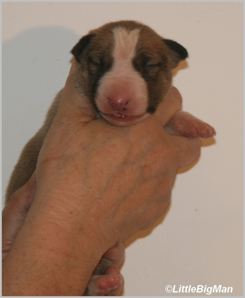 Of the little big man - Chiots disponibles - Bull Terrier