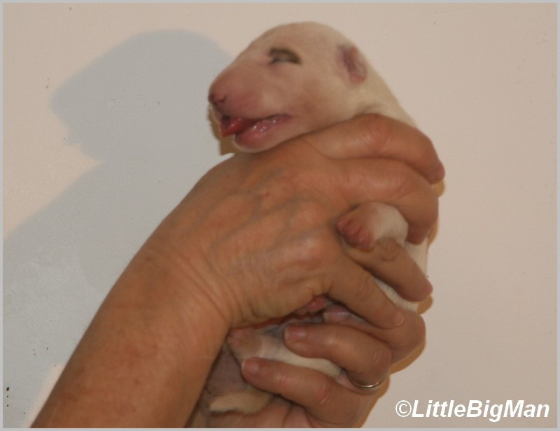 Of the little big man - Chiots disponibles - Bull Terrier
