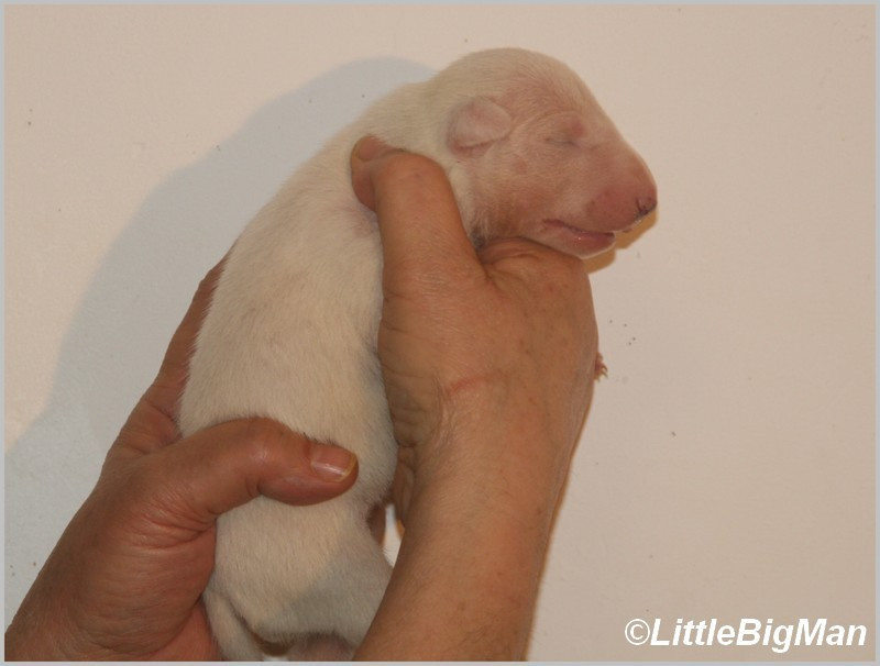 Of the little big man - Chiots disponibles - Bull Terrier