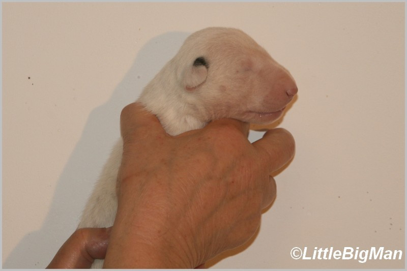 Of the little big man - Chiots disponibles - Bull Terrier