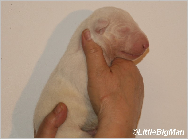 Of the little big man - Chiots disponibles - Bull Terrier