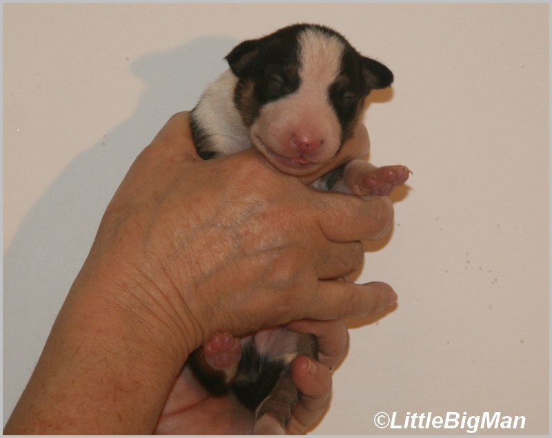 Of the little big man - Chiots disponibles - Bull Terrier