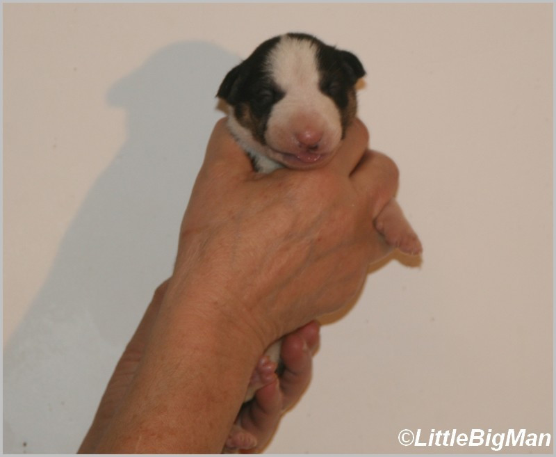 Of the little big man - Chiots disponibles - Bull Terrier