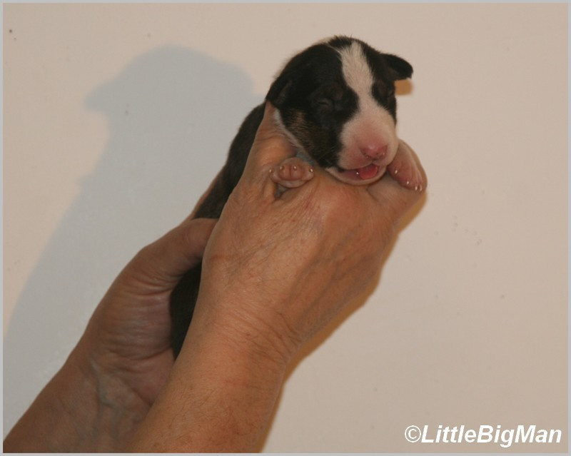 Of the little big man - Chiots disponibles - Bull Terrier