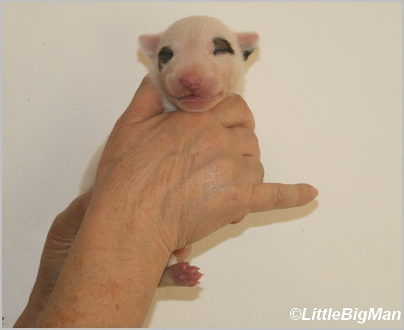 Of the little big man - Chiots disponibles - Bull Terrier