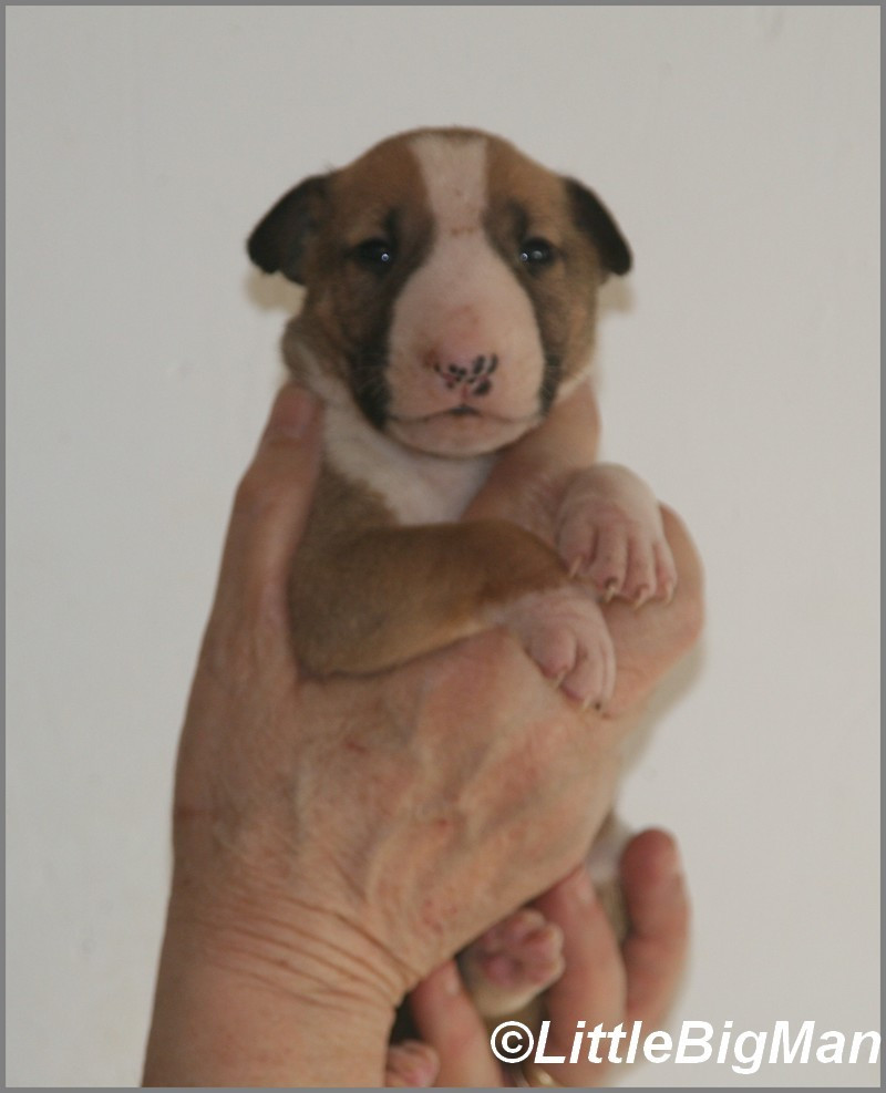 Of the little big man - Chiots disponibles - Bull Terrier