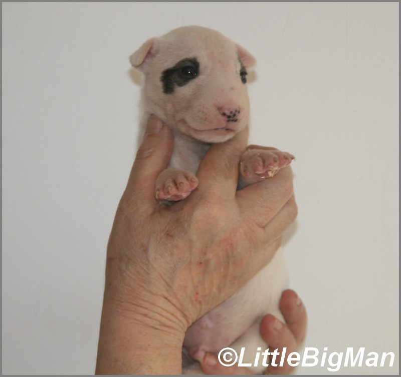 Of the little big man - Chiots disponibles - Bull Terrier