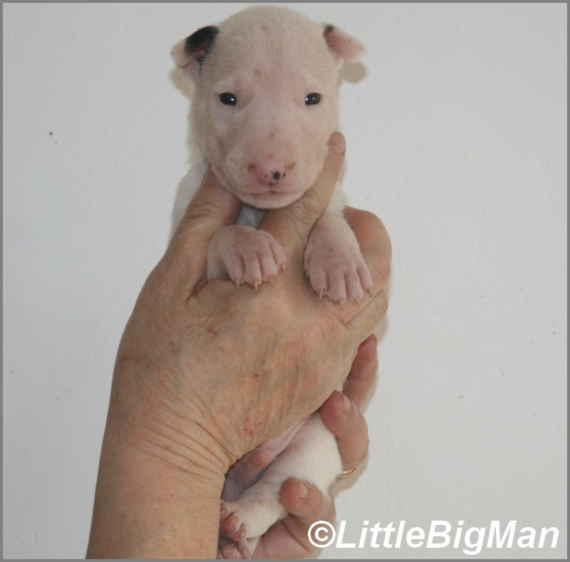 Of the little big man - Chiots disponibles - Bull Terrier
