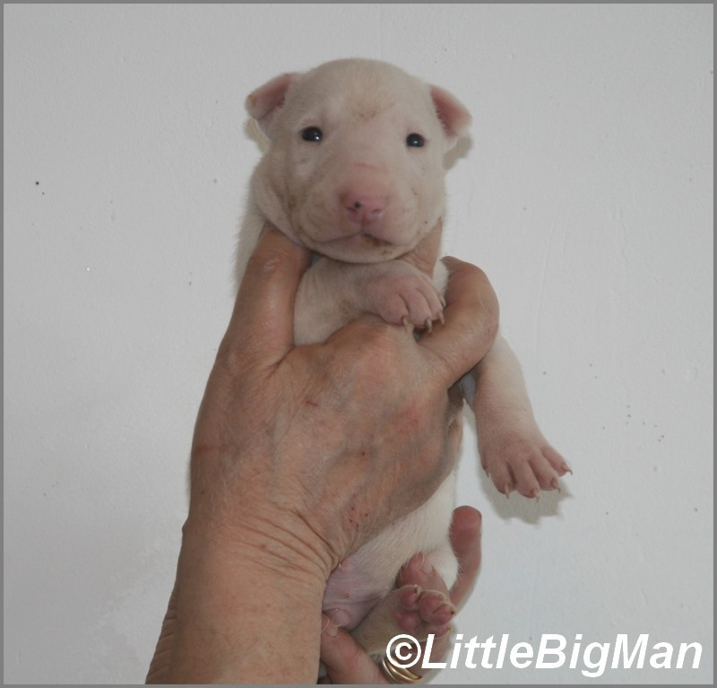 Of the little big man - Chiots disponibles - Bull Terrier