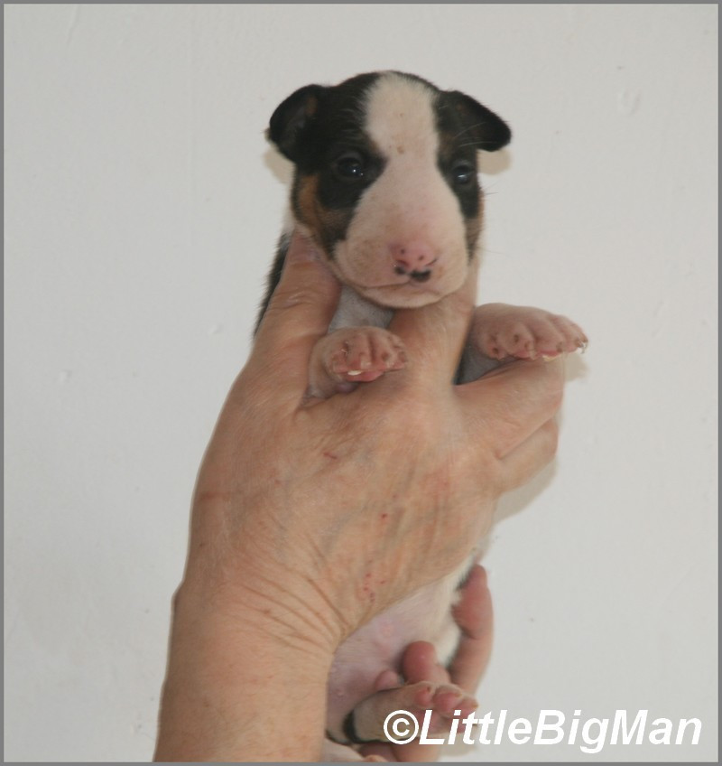 Of the little big man - Chiots disponibles - Bull Terrier