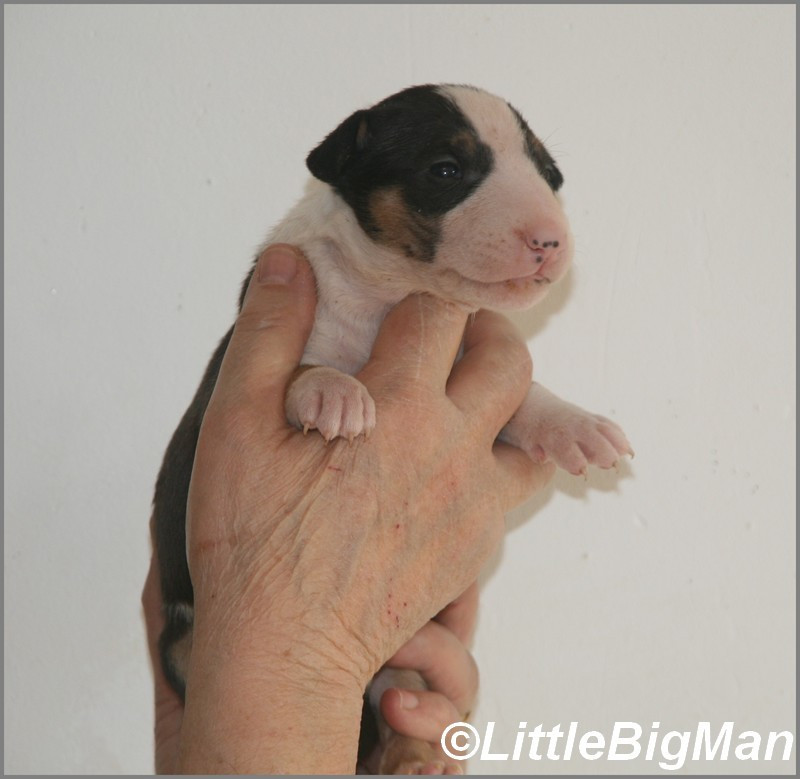 Of the little big man - Chiots disponibles - Bull Terrier