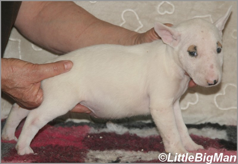 Of the little big man - Chiots disponibles - Bull Terrier