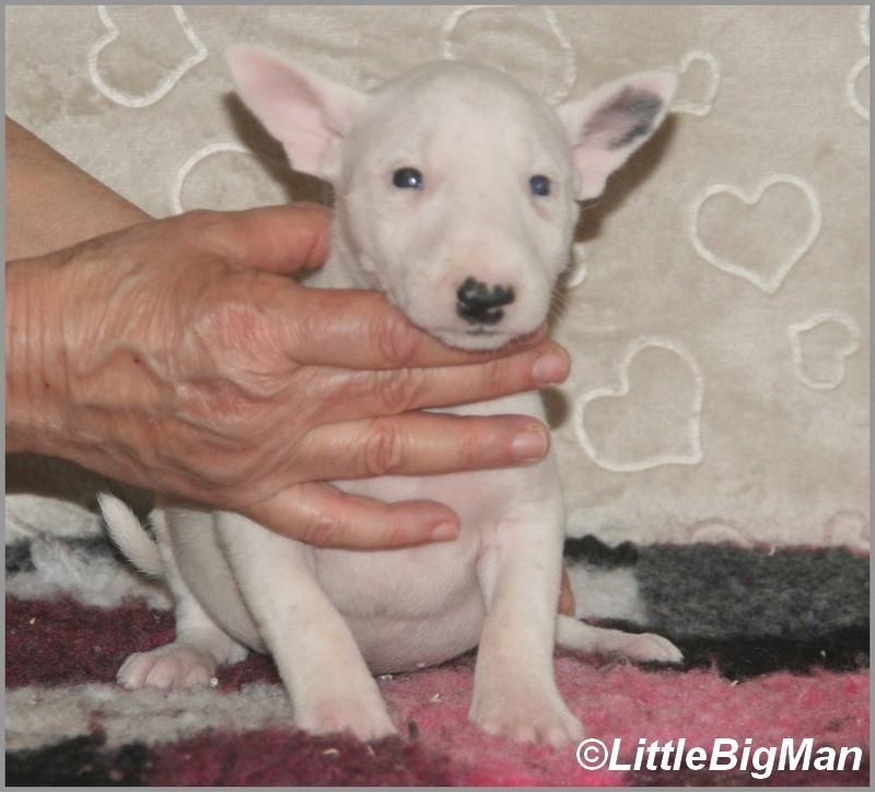 Of the little big man - Chiots disponibles - Bull Terrier