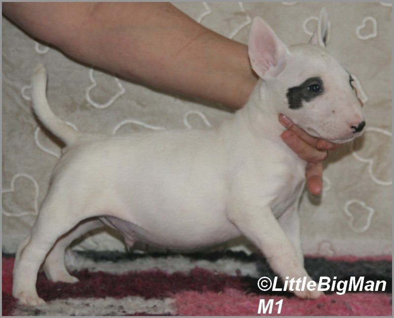 Of the little big man - Chiots disponibles - Bull Terrier